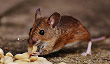 24 Hour & Emergency Exterminators in Foresthill, PA